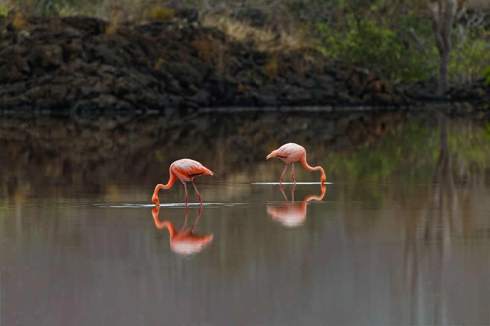 Galapagos Flamingo or Caribbean flamingo-Flamingo Lagoon-Punta Cormorant Floreana Island art print by Adam Jones for $57.95 CAD
