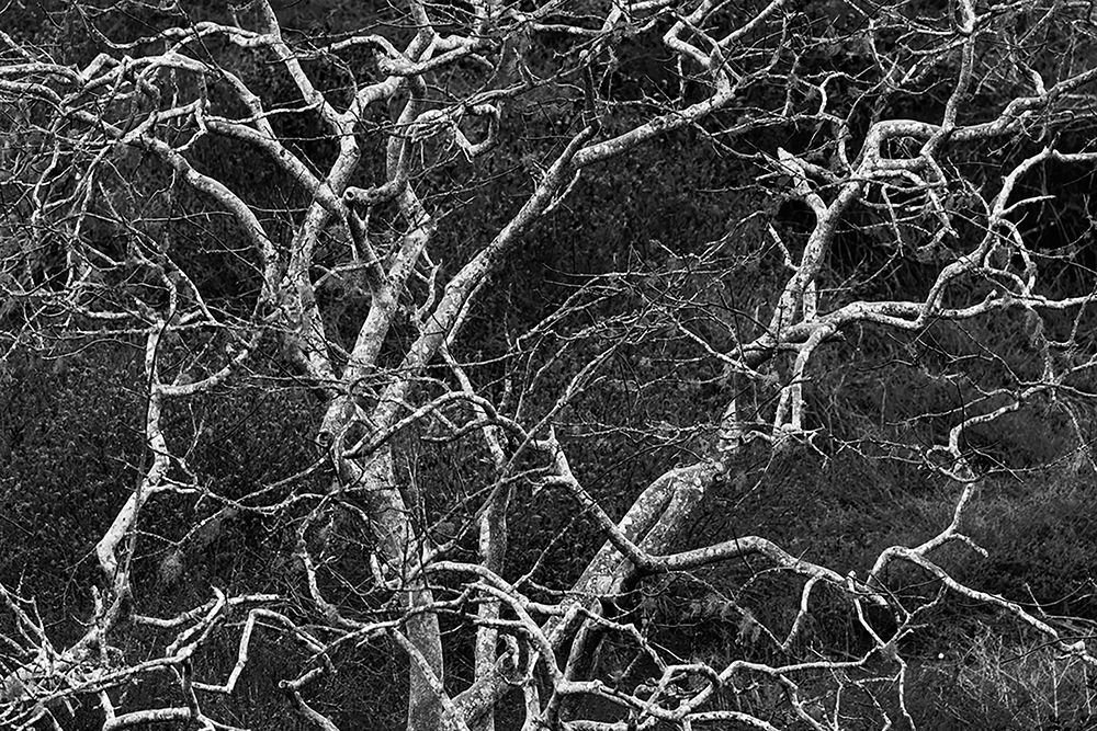 Palo santo tree Floreana Island-Galapagos Islands-Ecuador art print by Adam Jones for $57.95 CAD