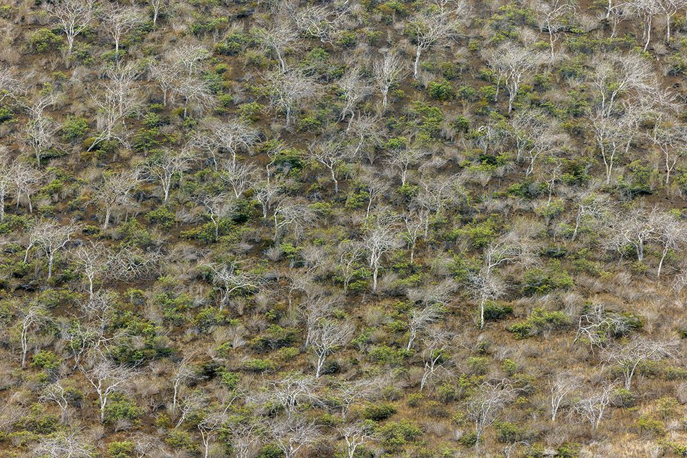 Hillside of palo santo trees Floreana Island-Galapagos Islands-Ecuador art print by Adam Jones for $57.95 CAD