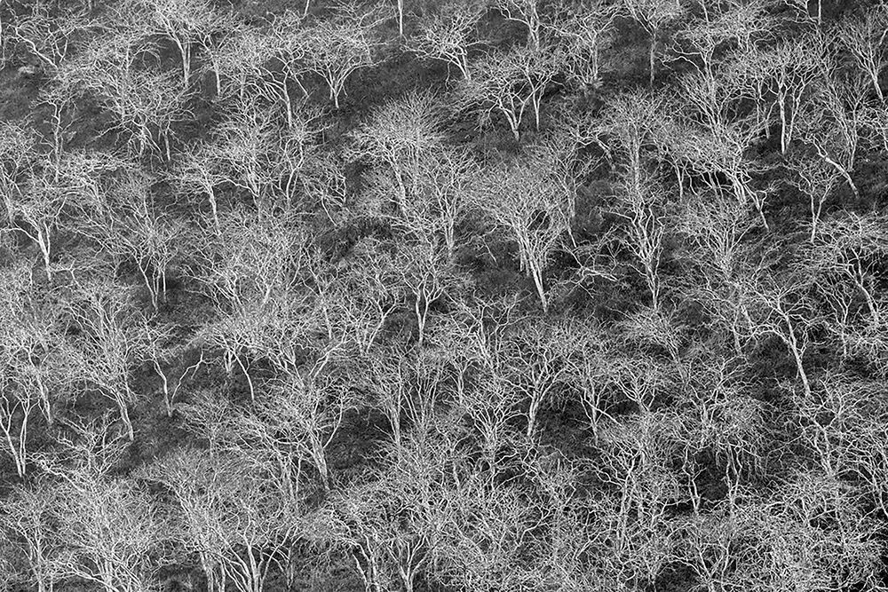 Hillside of palo santo trees Floreana Island-Galapagos Islands-Ecuador art print by Adam Jones for $57.95 CAD