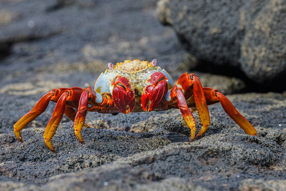 Sally lightfoot crab Floreana Island-Galapagos Islands-Ecuador art print by Adam Jones for $57.95 CAD
