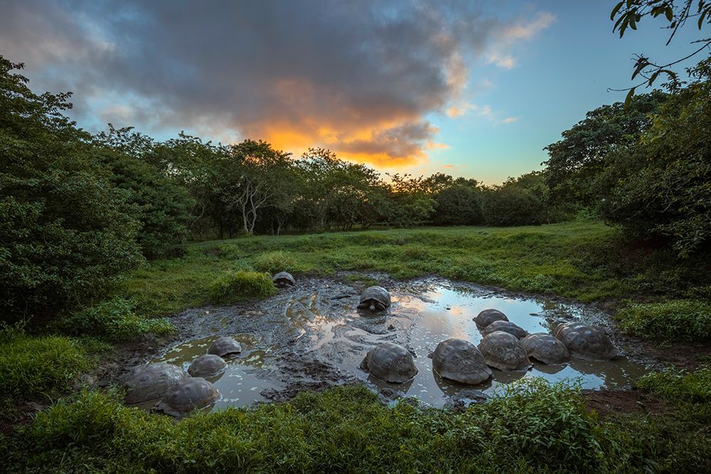Galapagos giant tortoise gathering in small pond at sunset Genovesa Island-Galapagos Islands art print by Adam Jones for $57.95 CAD