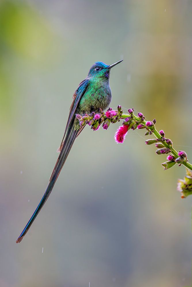 Male Long-tailed sylph-Ecuador art print by Adam Jones for $57.95 CAD