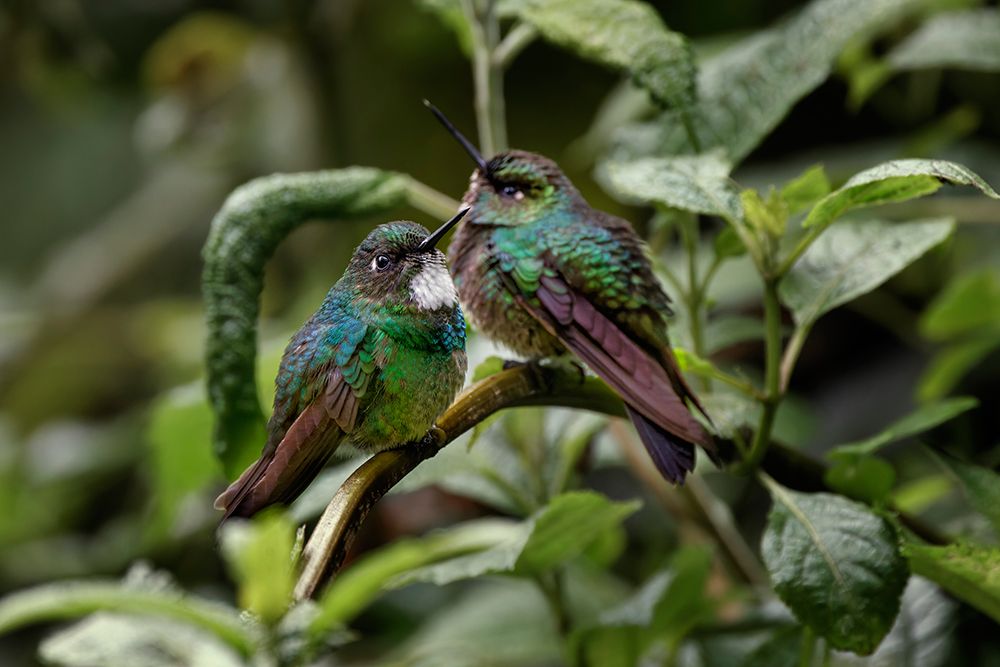 Pair of Green-crowned brilliant-Ecuador art print by Adam Jones for $57.95 CAD