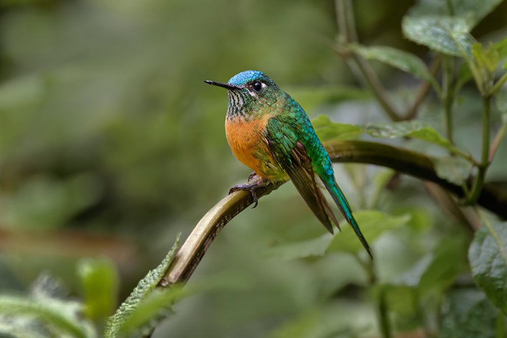 Female Long-tailed sylph-Ecuador art print by Adam Jones for $57.95 CAD
