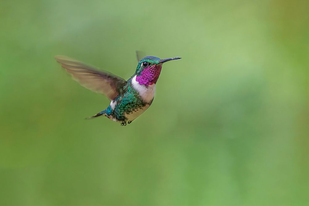 White-bellied woodstar flying-Ecuador art print by Adam Jones for $57.95 CAD