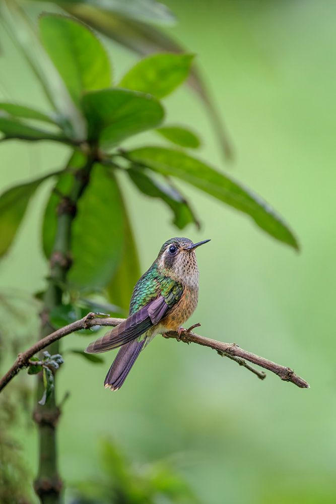 Speckled hummingbird-Ecuador art print by Adam Jones for $57.95 CAD