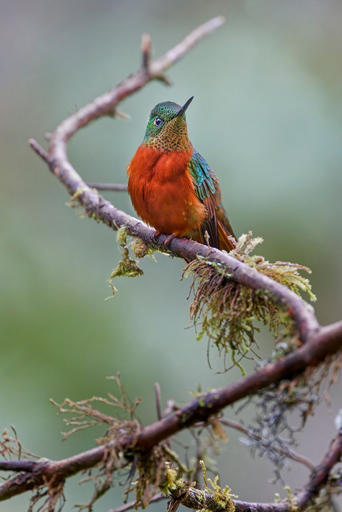 Chestnut-breasted Coronet-Ecuador art print by Adam Jones for $57.95 CAD