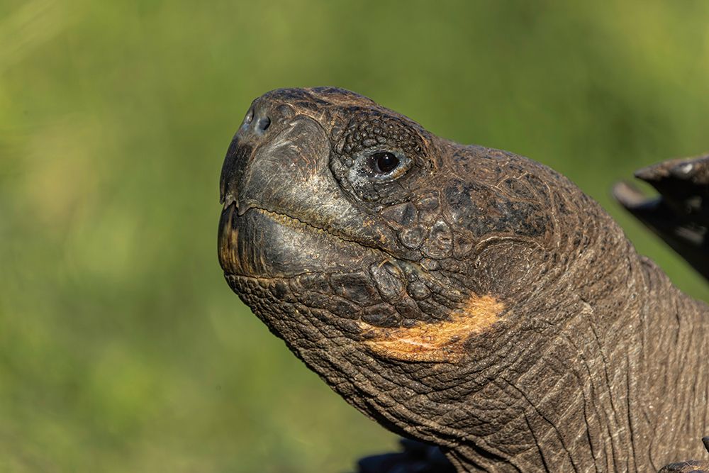 Galapagos giant tortoise Genovesa Island-Galapagos Islands-Ecuador art print by Adam Jones for $57.95 CAD