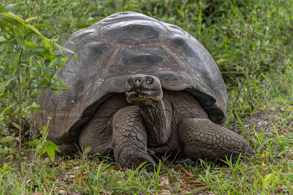 Galapagos giant tortoise Genovesa Island-Galapagos Islands-Ecuador art print by Adam Jones for $57.95 CAD