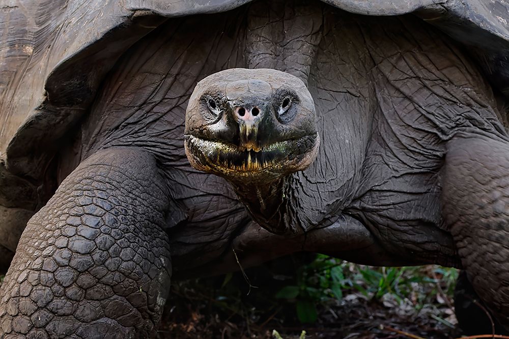 Galapagos giant tortoise Genovesa Island-Galapagos Islands-Ecuador art print by Adam Jones for $57.95 CAD