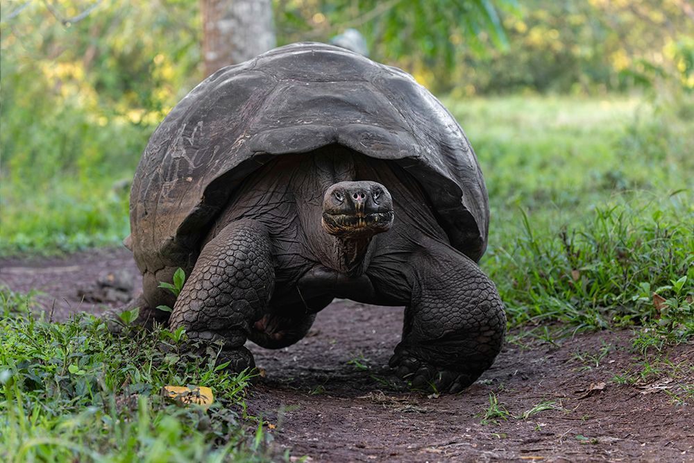 Galapagos giant tortoise Genovesa Island-Galapagos Islands-Ecuador art print by Adam Jones for $57.95 CAD