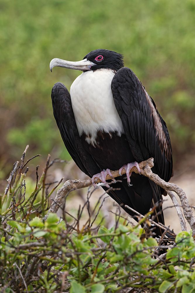Female Great frigatebird-Genovesa Island-Ecuador art print by Adam Jones for $57.95 CAD