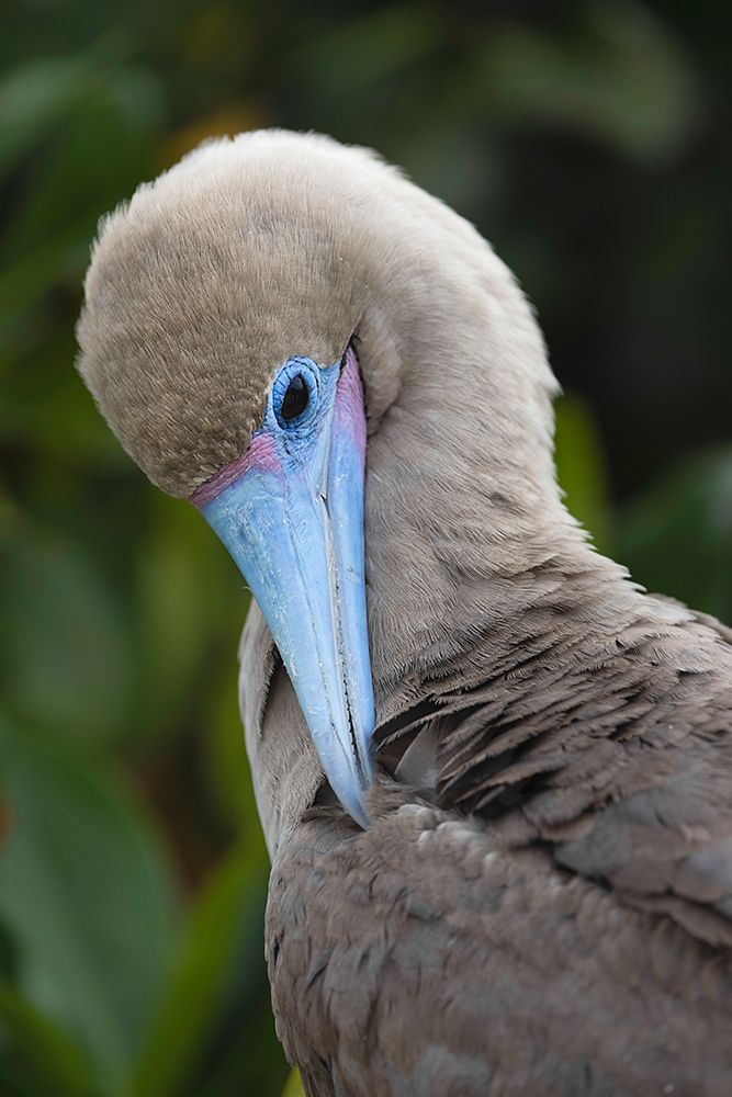 Red-footed booby nestling Genovesa Island-Galapagos Islands-Ecuador art print by Adam Jones for $57.95 CAD