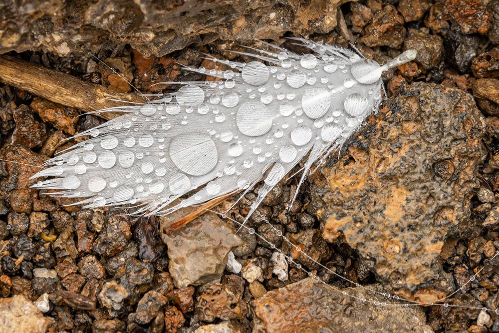 Nazca booby feather on ground with water drops Genovesa Island-Galapagos Islands-Ecuador art print by Adam Jones for $57.95 CAD