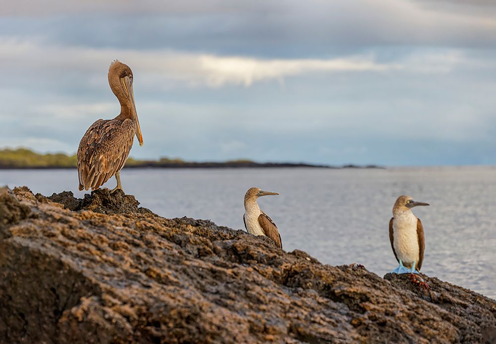 Blue-footed booby and brown pelican-Ecuador-Galapagos Islands-Santa Cruz Island art print by Adam Jones for $57.95 CAD