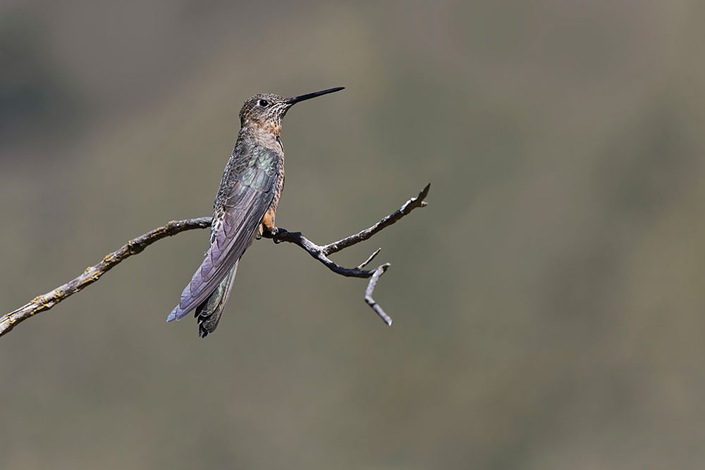 Giant hummingbird perched-Ecuador art print by Adam Jones for $57.95 CAD