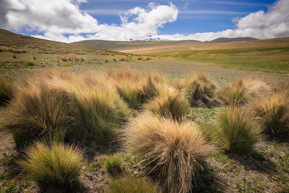 Paramo grass-Antisana Ecological Reserve-Ecuador art print by Adam Jones for $57.95 CAD