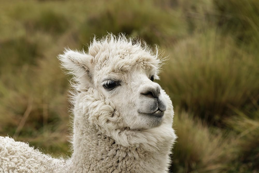 Alpaca-Antisana Ecological Reserve-Ecuador art print by Adam Jones for $57.95 CAD