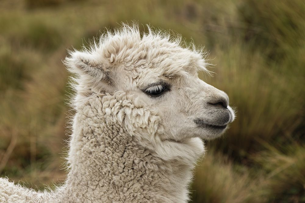 Alpaca-Antisana Ecological Reserve-Ecuador art print by Adam Jones for $57.95 CAD