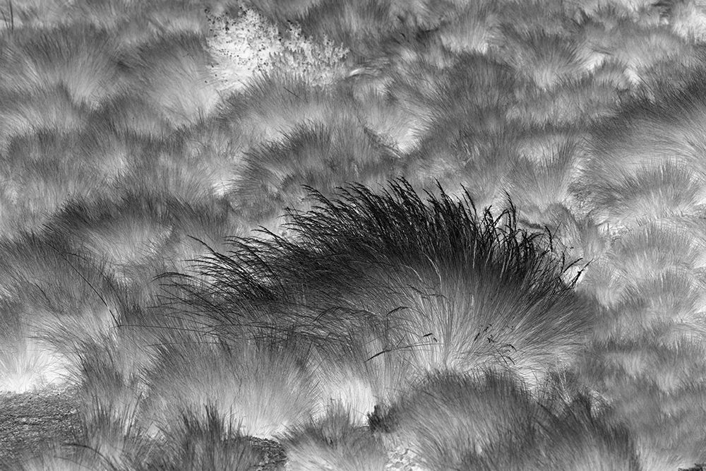 Paramo grass-Antisana Ecological Reserve-Ecuador art print by Adam Jones for $57.95 CAD