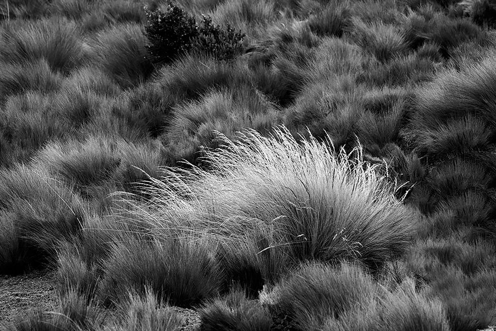 Paramo grass-Antisana Ecological Reserve-Ecuador art print by Adam Jones for $57.95 CAD