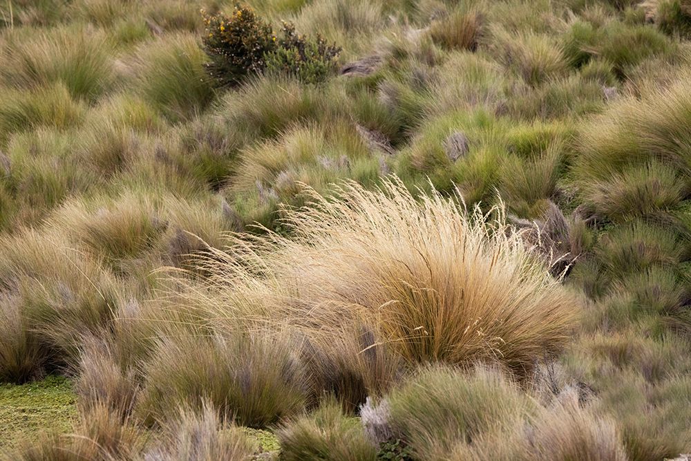 Paramo grass-Antisana Ecological Reserve-Ecuador art print by Adam Jones for $57.95 CAD