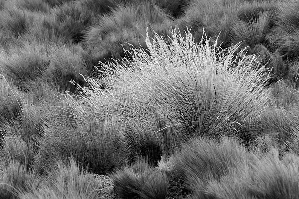 Paramo grass-Antisana Ecological Reserve-Ecuador art print by Adam Jones for $57.95 CAD
