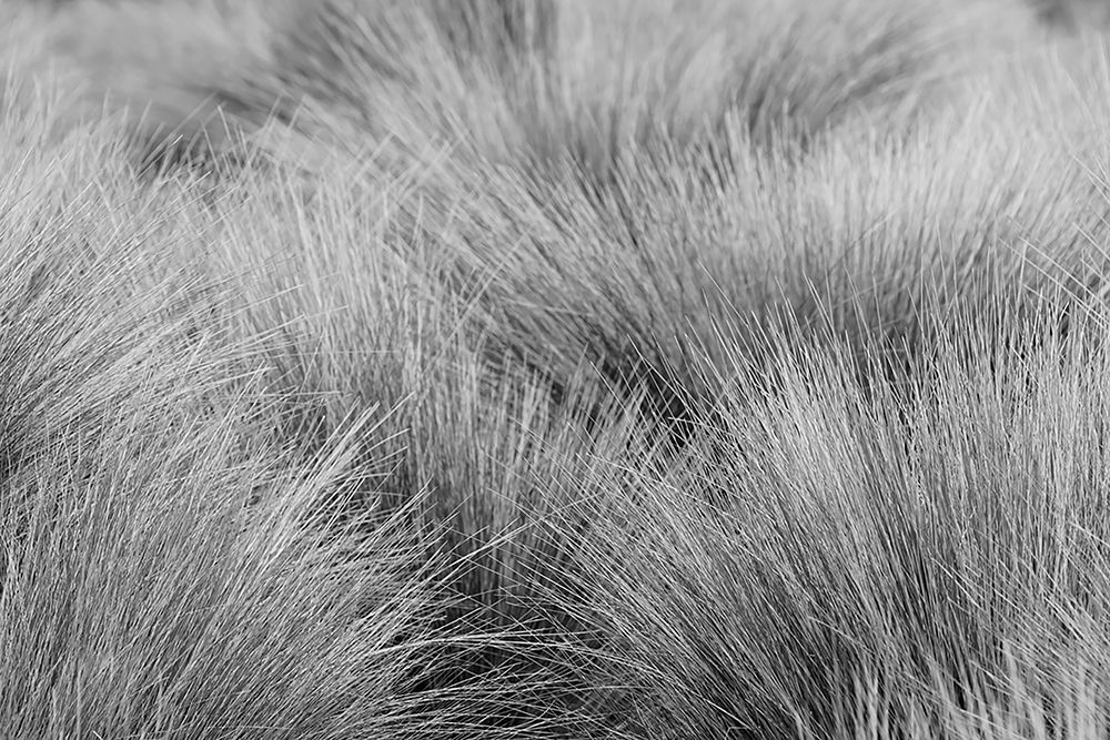 Paramo grass-Antisana Ecological Reserve-Ecuador art print by Adam Jones for $57.95 CAD