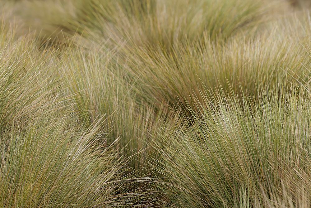 Paramo grass-Antisana Ecological Reserve-Ecuador art print by Adam Jones for $57.95 CAD