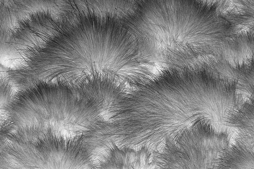 Paramo grass-Antisana Ecological Reserve-Ecuador art print by Adam Jones for $57.95 CAD