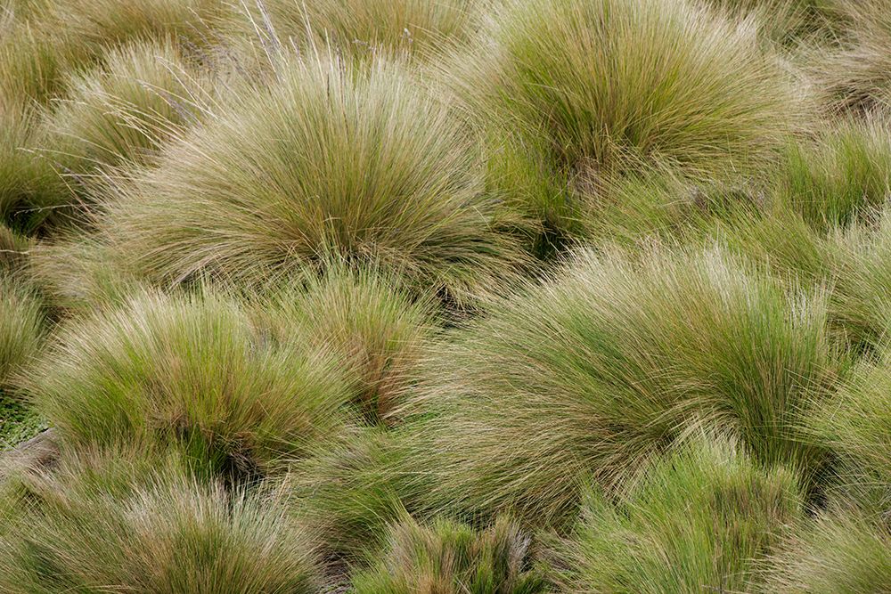 Paramo grass-Antisana Ecological Reserve-Ecuador art print by Adam Jones for $57.95 CAD
