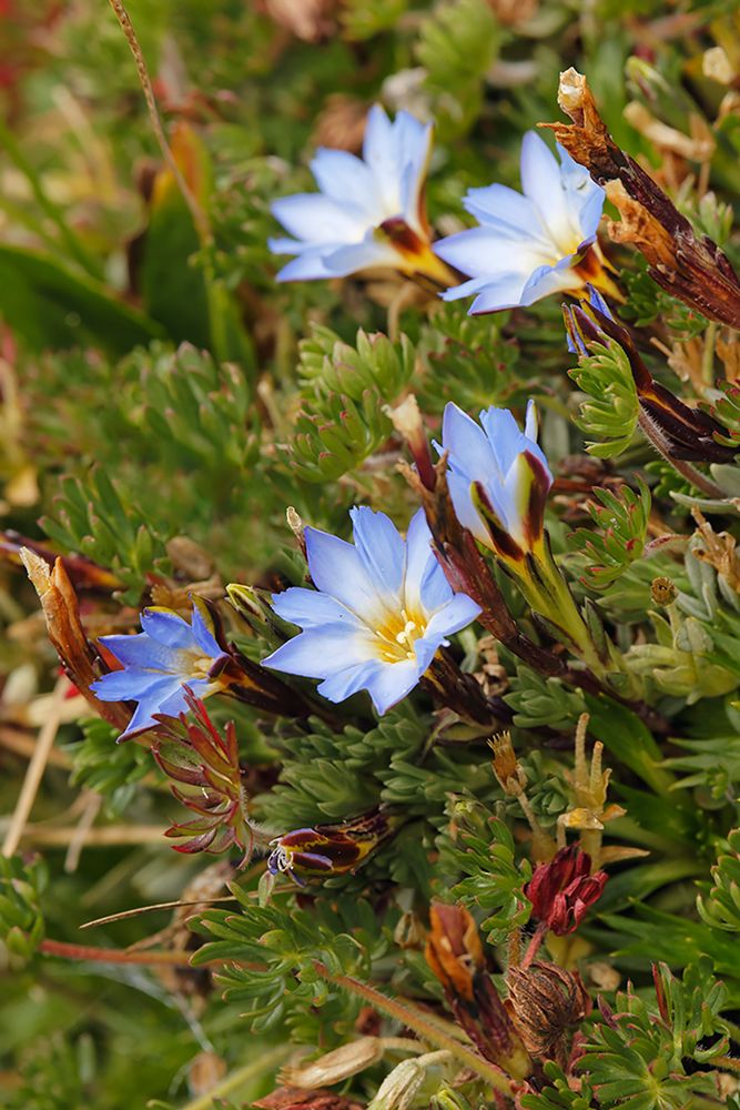 Ground cover-Antisana Ecological Reserve-Ecuador art print by Adam Jones for $57.95 CAD