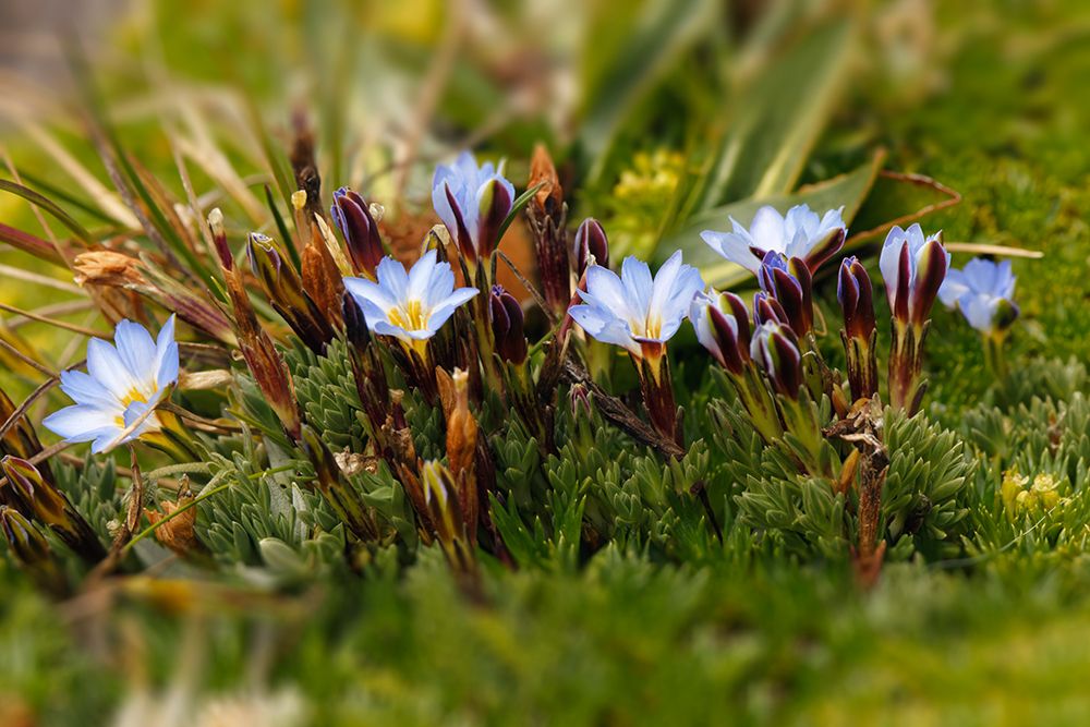 Ground cover-Antisana Ecological Reserve-Ecuador art print by Adam Jones for $57.95 CAD