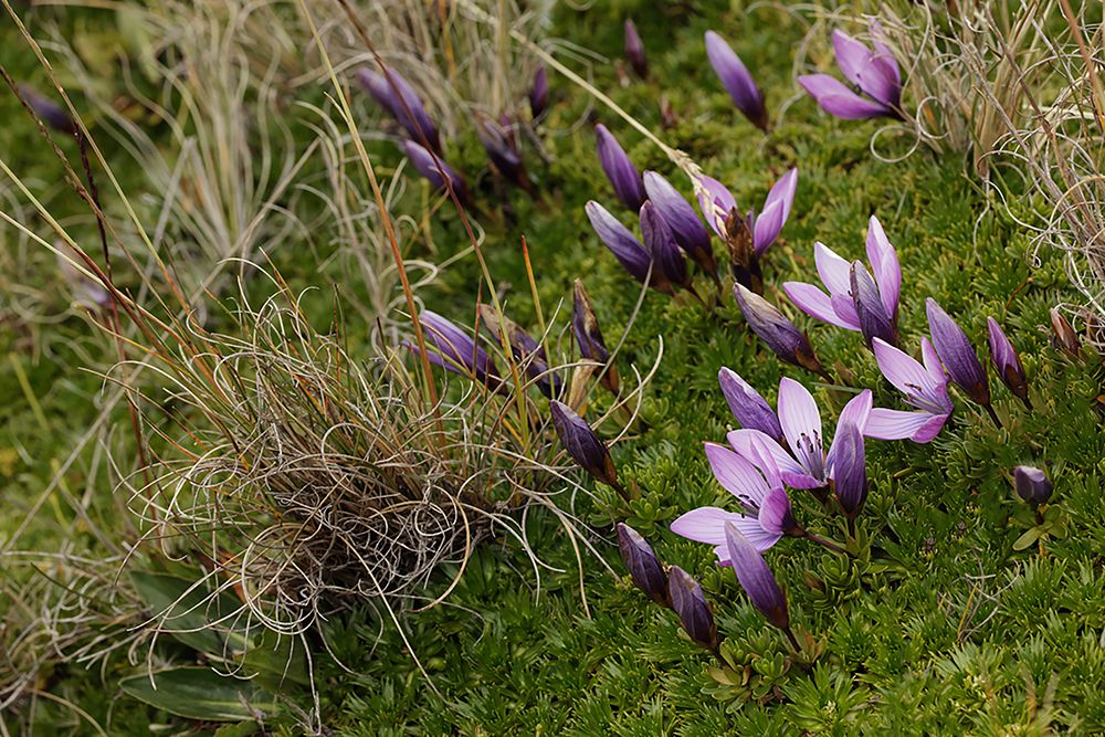Gentian flowers-Antisana National Park-Ecuador art print by Adam Jones for $57.95 CAD