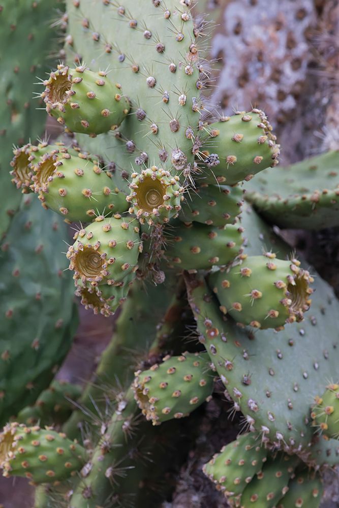 Opuntia prickly pear cactus-South Plaza Island-Galapagos Islands-Ecuador art print by Adam Jones for $57.95 CAD