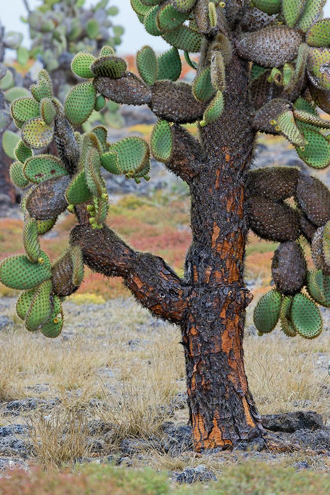 Carpet weed along with Opuntia prickly pear cactus-South Plaza Island-Galapagos Islands-Ecuador art print by Adam Jones for $57.95 CAD