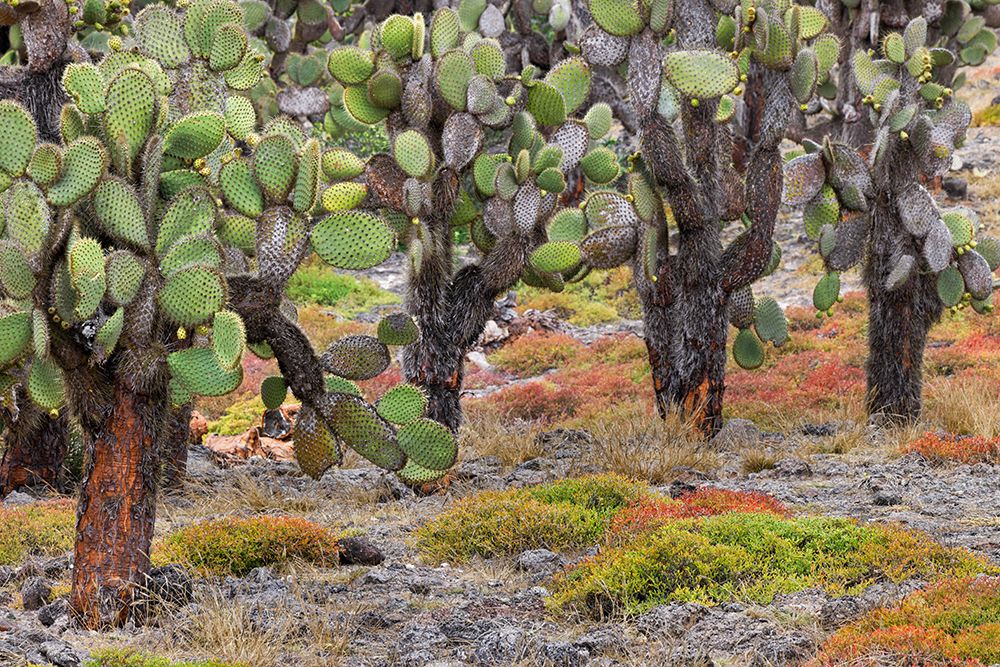 Carpet weed along with Opuntia prickly pear cactus-South Plaza Island-Galapagos Islands-Ecuador art print by Adam Jones for $57.95 CAD