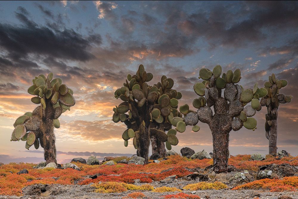 Carpet weed along with Opuntia prickly pear cactus at sunset-South Plaza Island-Galapagos Islands art print by Adam Jones for $57.95 CAD