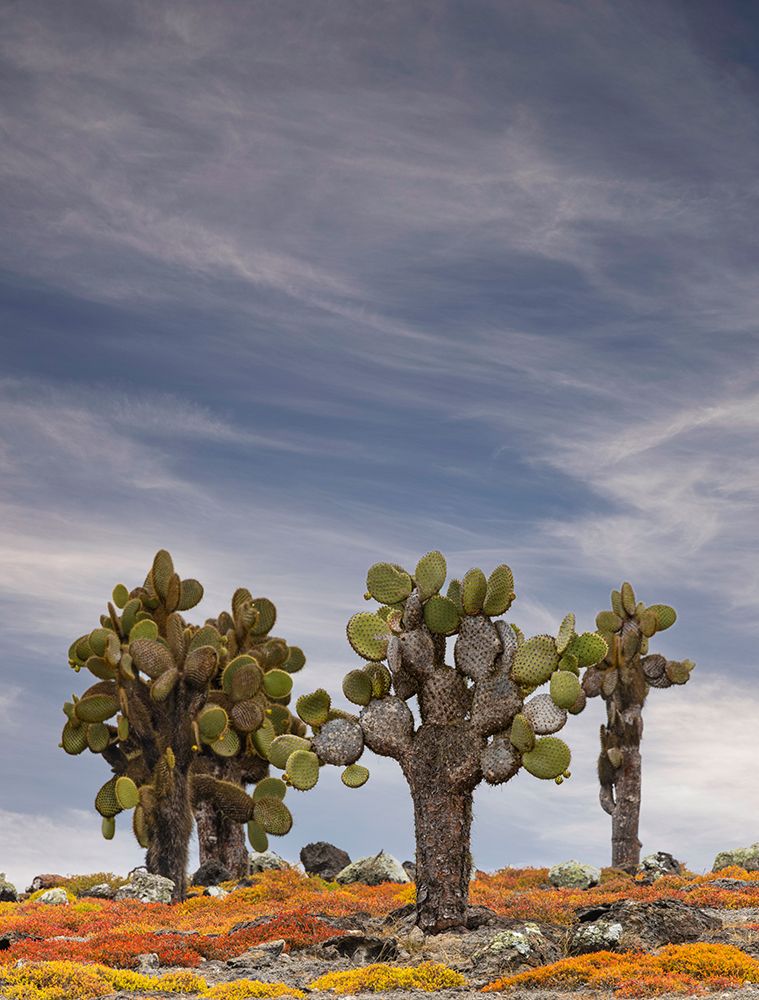 Carpet weed along with Opuntia prickly pear cactus-South Plaza Island-Galapagos Islands-Ecuador art print by Adam Jones for $57.95 CAD