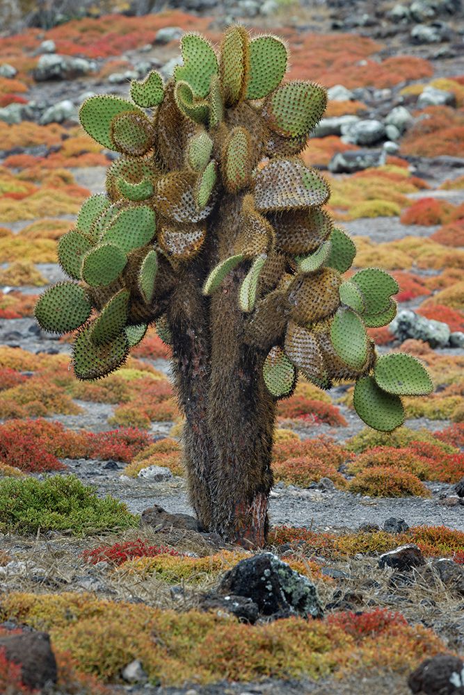 Carpet weed along with Opuntia prickly pear cactus-South Plaza Island-Galapagos Islands-Ecuador art print by Adam Jones for $57.95 CAD