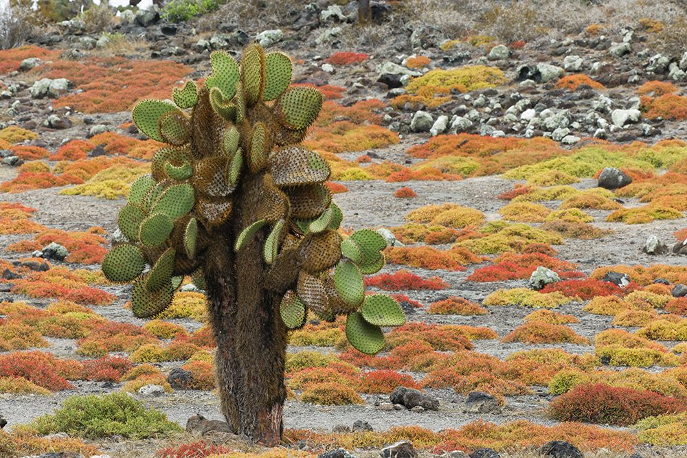 Carpet weed along with Opuntia prickly pear cactus-South Plaza Island-Galapagos Islands-Ecuador art print by Adam Jones for $57.95 CAD