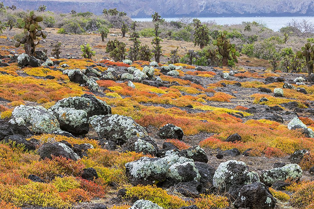 Carpet weed along with Opuntia prickly pear cactus-South Plaza Island-Galapagos Islands-Ecuador art print by Adam Jones for $57.95 CAD