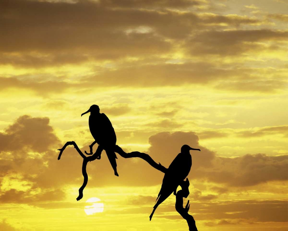 Ecuador, Galapagos Silhouette of frigate birds art print by Jim Zuckerman for $57.95 CAD