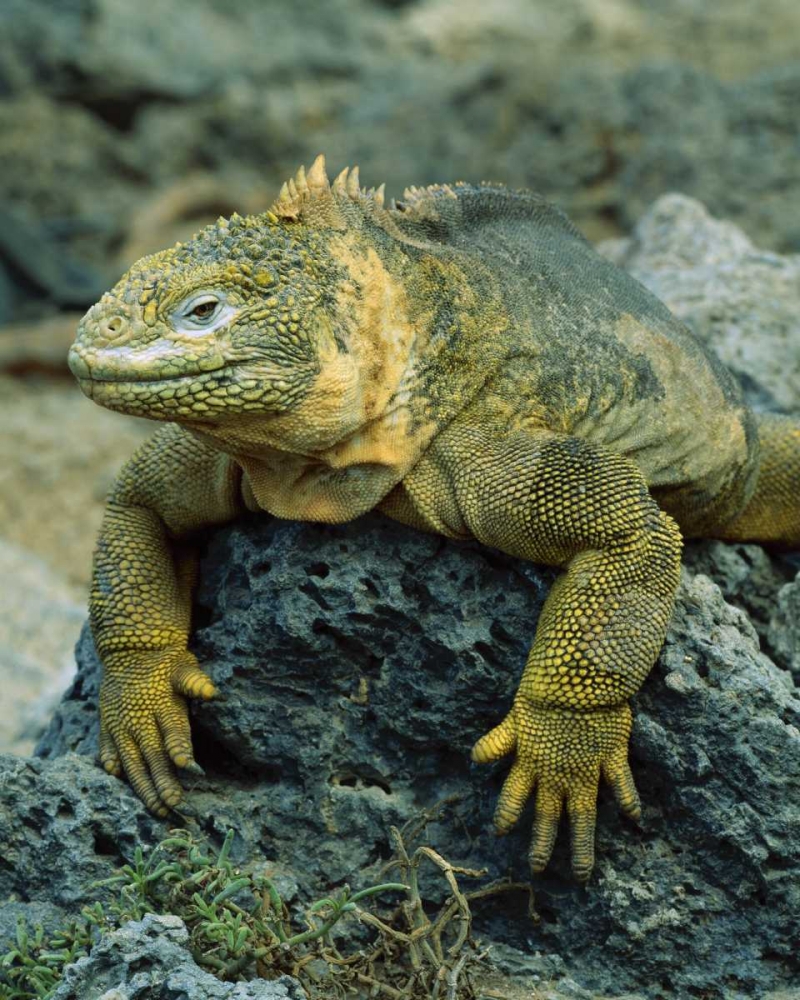 Ecuador, Galapagos Islands Detail of land iguana art print by Jim Zuckerman for $57.95 CAD