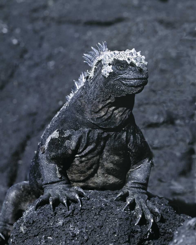 Ecuador, Galapagos Islands Marine iguana art print by Jim Zuckerman for $57.95 CAD
