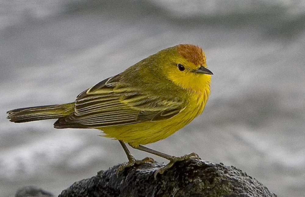 Ecuador, Galapagos Islands Yellow warbler art print by Joanne Williams for $57.95 CAD