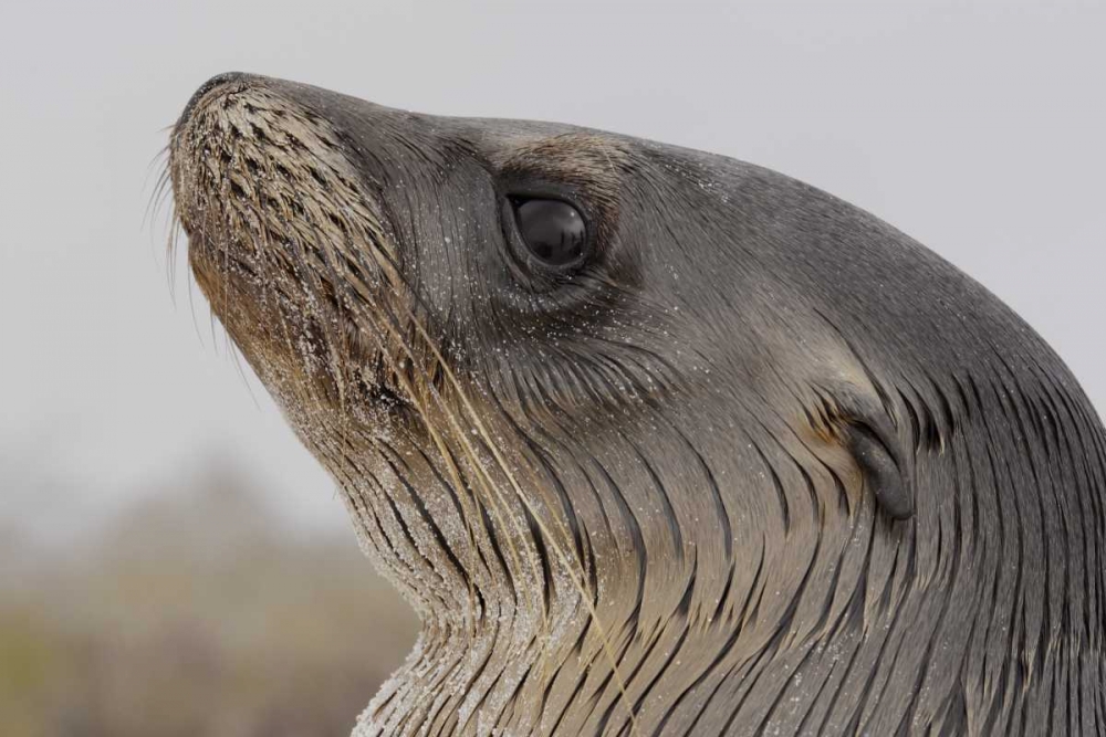 Ecuador, Galapagos, Espanola Island Sea-lion art print by Arthur Morris for $57.95 CAD