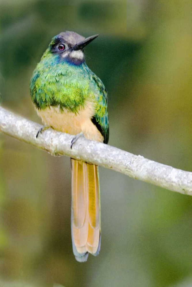 Ecuador, Napo Reserve Rufous-tailed jacamar art print by Joanne Williams for $57.95 CAD