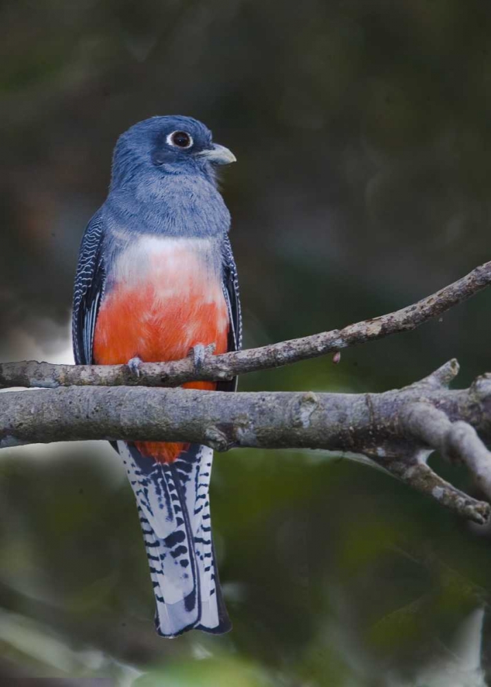 Ecuador Blue-crowned trogon on branch art print by Joanne Williams for $57.95 CAD